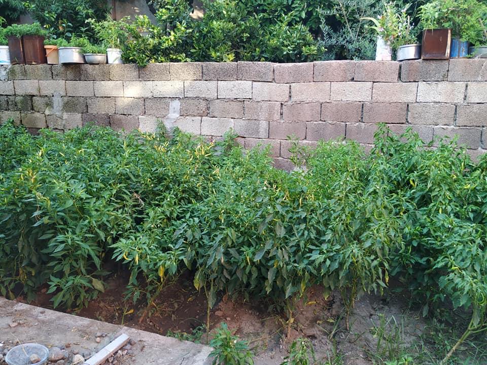 67133040 2712169738810467 5771648791203545088 N (Copy)