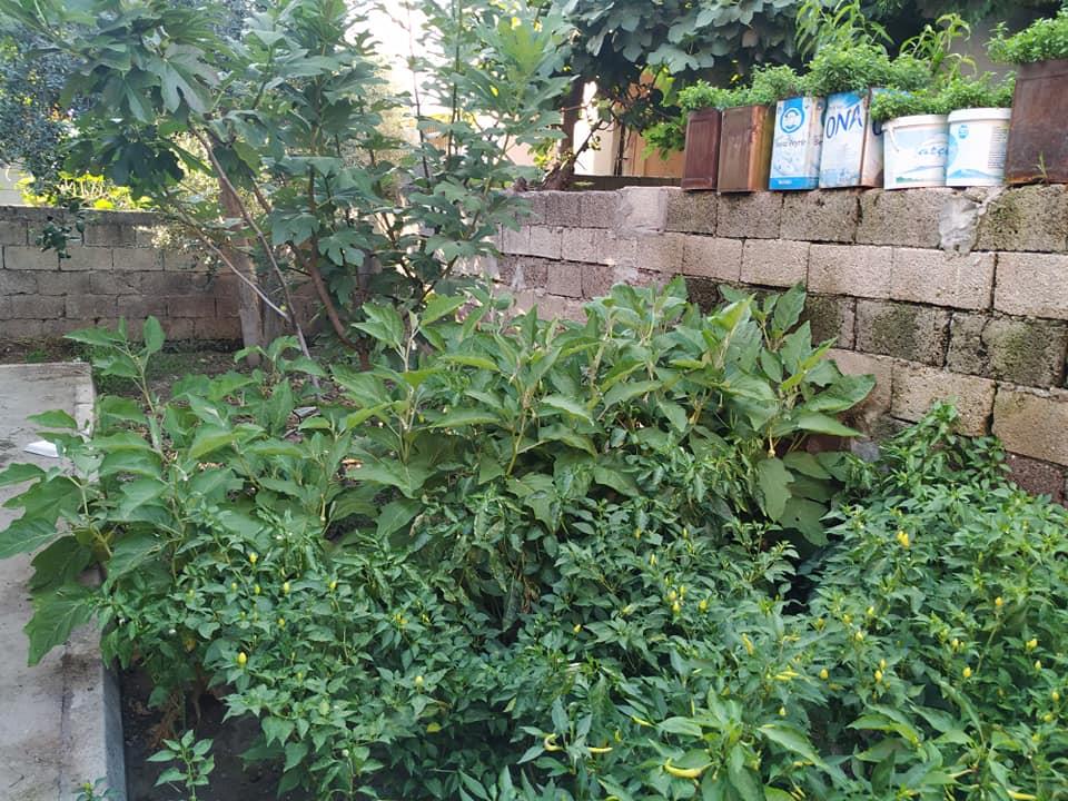 67276627 2712169785477129 1507571269363564544 N (Copy)