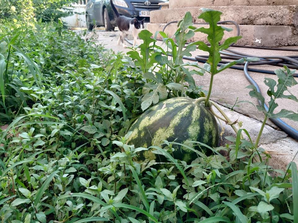 67311363 2712169408810500 485403988179550208 N (Copy)