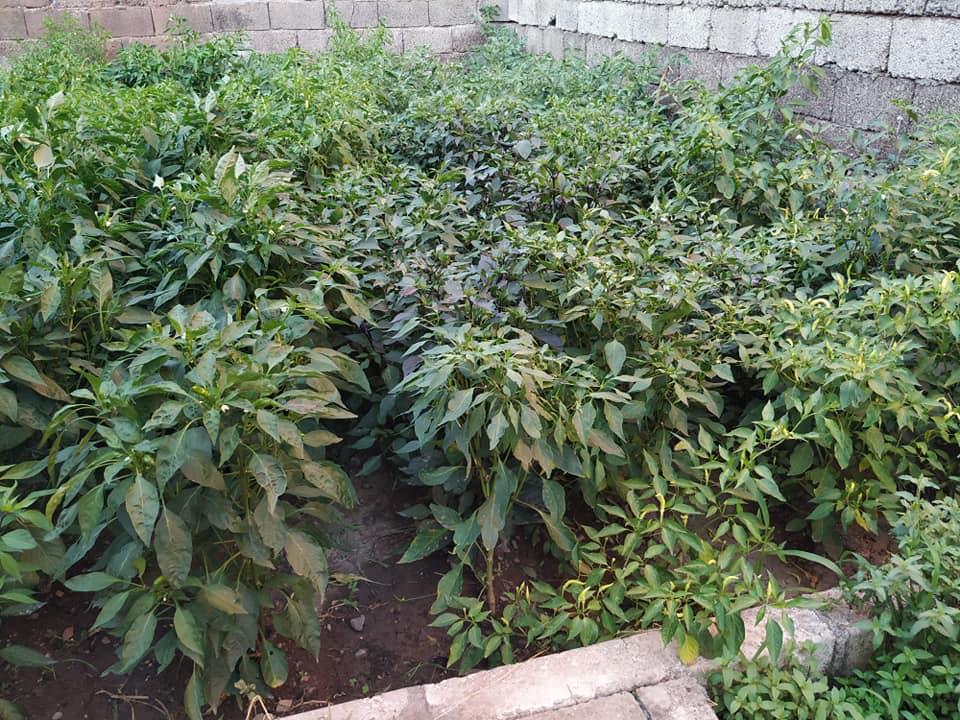 67704668 2712169675477140 874637877575680000 N (Copy)